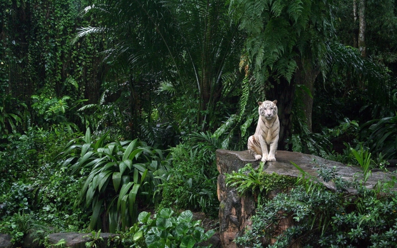 1080P, mammal, trees, sitting, green, growth, tiger, nature, animal wildlife, vertebrate, plant, green color, land, animals, animal themes, day, tree