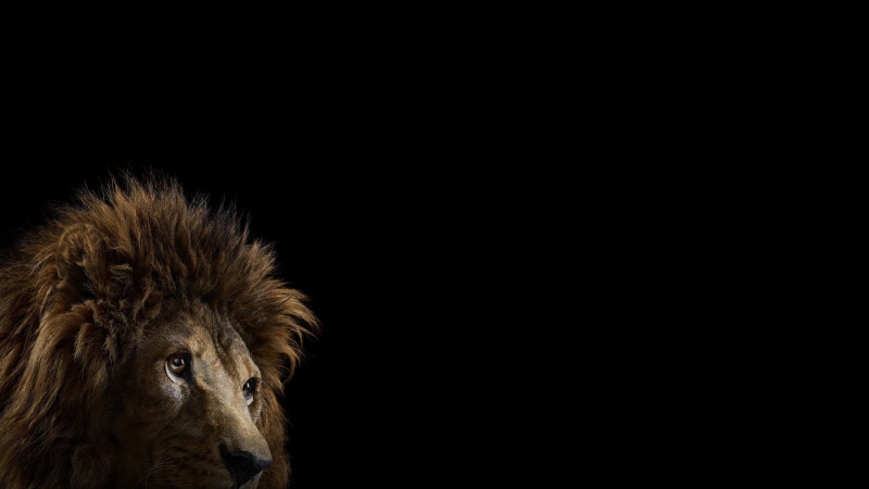 animals, lion, 2K, photography, black, black background, background, 2560x1440