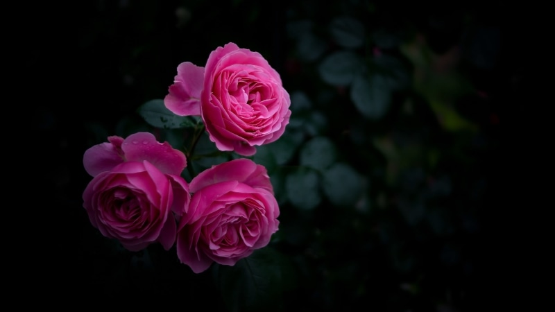 outdoors, flower, nature, close-up, rose family, fragility, pink color, inflorescence, flowering plant, rose - flower, plant, 4K, beauty in nature, flower head