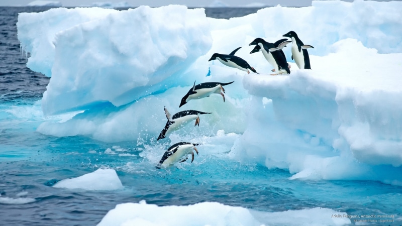 2K, penguins, adelie, antarctic, peninsula, Antarctica