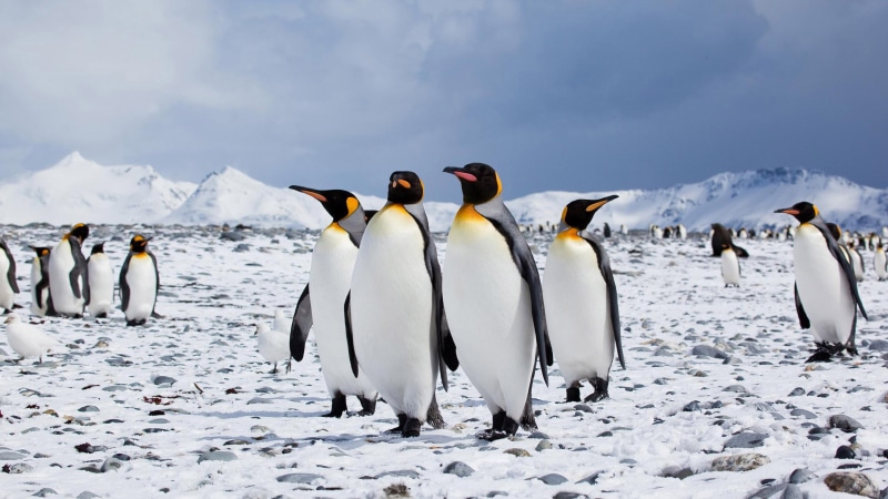 patagonicus, scenics - nature, king, ice, real people, bird, snow, group of animals, sky, ultra, large group of animals, penguins, penguin, nature