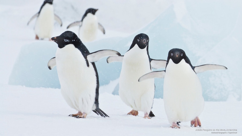 penguins, Birds, move, adelie, antarctica, 2K