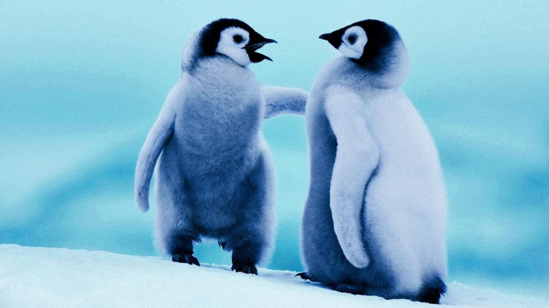 penguin, penguins, antarctica, 1080P, ice, cute, baby