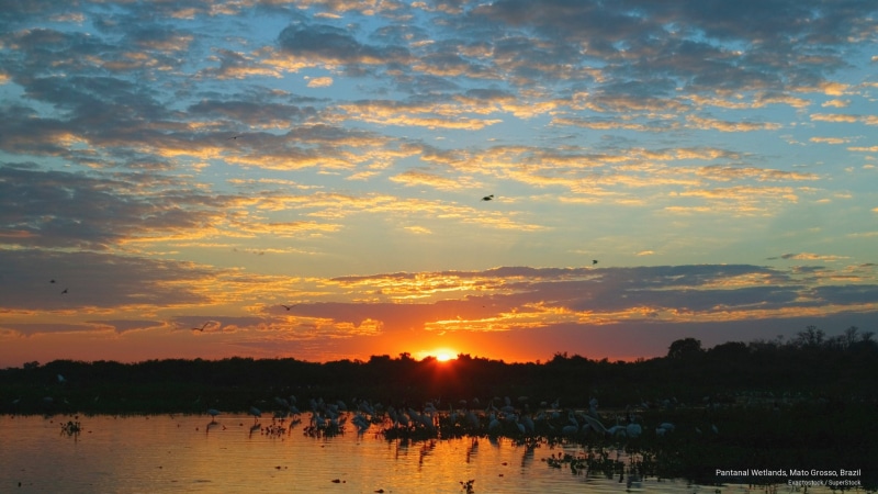 2K, mato, pantanal, grosso, brazil, wetlands, South America