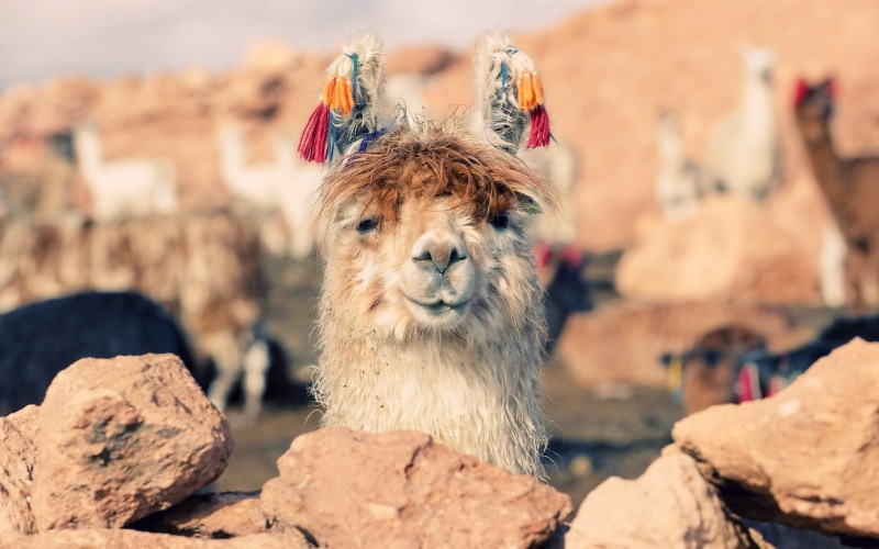 llama, desert, portrait, herbivorous, nature, mountain, rock - Object, no people, looking, lama, face, fur, brown, domestic animals, stones, solid, animal themes
