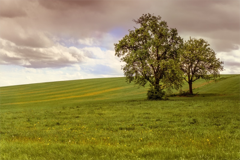Norbert, land, 5K, beauty In Nature, white, green Color, Bäume, green tree, Explore, grün, Natur, farm, Wolken, scenics, Reimer, grass, field, sky, Wiese