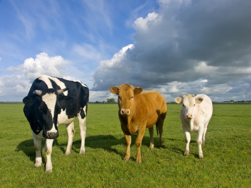 england, livestock, dairy Farm, agriculture, 3  three, fgs, cow, field, 720P, country style, general services, Farm, animal, meadow, cattle, clients, grass