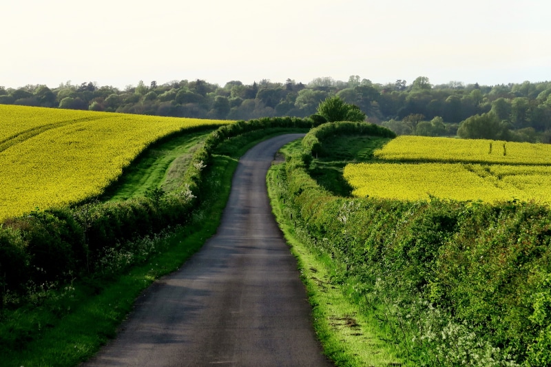 bushes, countryside, green, pavement, plant, land, country, blue, concrete, tranquil scene, long, agriculture, non-Urban Scene, environment, farm, green Color