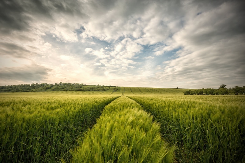 agriculture, cloudscape, korn, 6D, sunlight, saxony  anhalt, Die Zeit, sky, landscape, dramatic, Felder, green grass, land, uww, rural Scene, wheat, Feld
