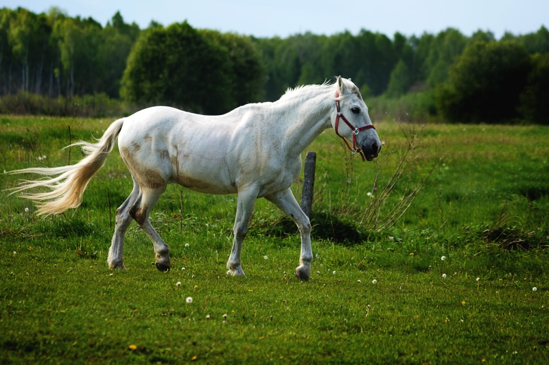 farm, Land, rural Scene, landscape, the horse, nature, Gray, domestic, beauty In Nature, outdoors, animal wildlife, gray horse, white, white horse, 4K