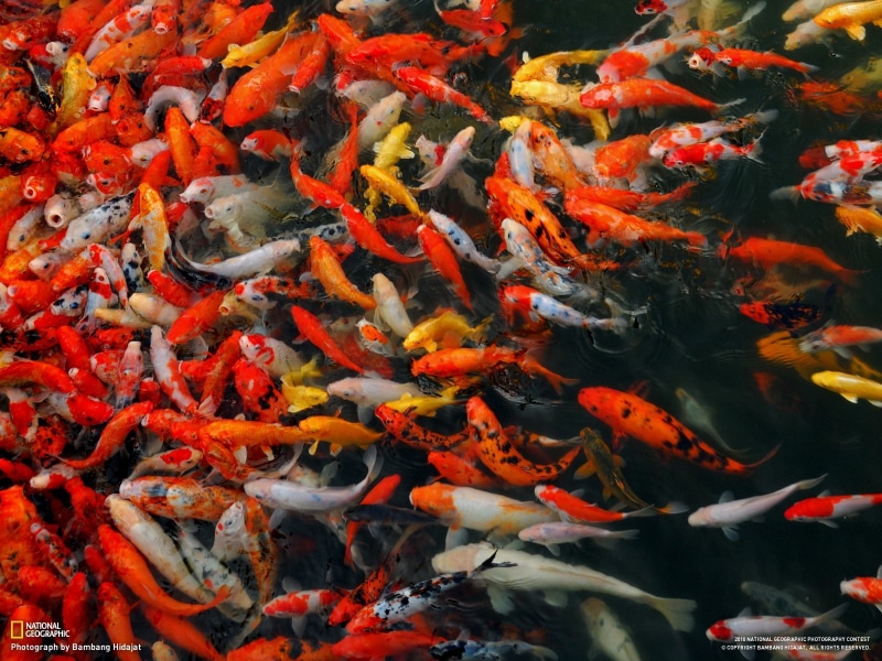 large group of animals, animal, animal themes, school of fish, koi carp, National Geographic, water, outdoors, 720P, group of animals, swimming, ecosystem