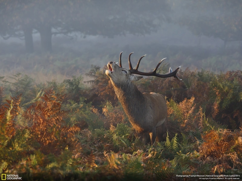 animal, animal wildlife, plant, field, brown, standing, black, tree, fog, no people, antler, day, vertebrate, deer, animal themes, land, animals in the wild