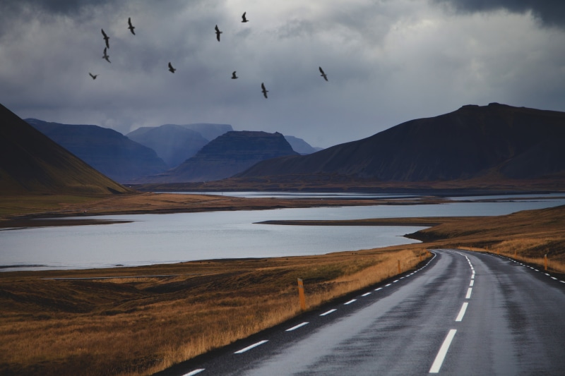 travel, icelandair, wilderness, middle  gray, forest, scenery, hiking, iceland, icelandic, lake, bird, trekking, ig, mountainview, concrete, gray, outdoor