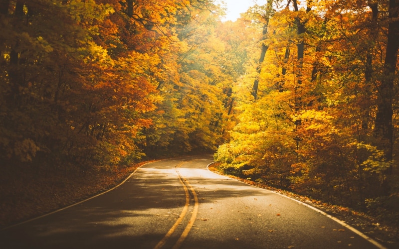 woodland, vibrant Color, leaf, red, asphalt, tree, no People, gold Colored, day, rural Scene, colors, tranquility, autumn collection, growth, sunlight