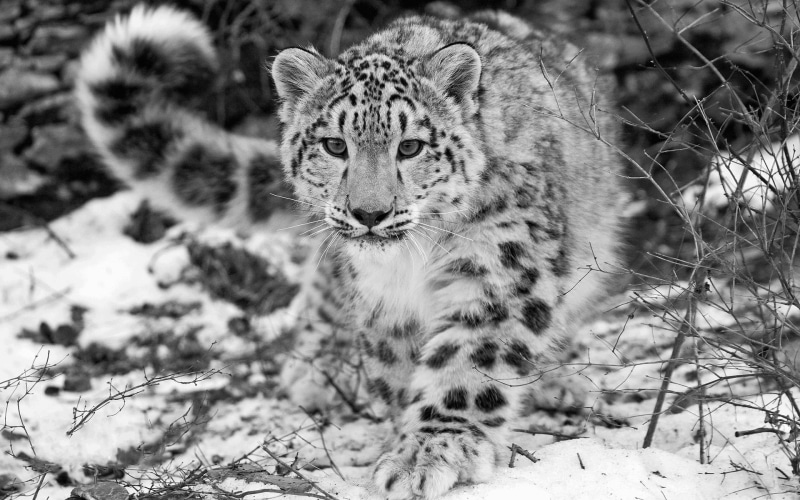 day, one animal, 1080P, vertebrate, portrait, leopard, animals, feline, snow leopards, pets, big cat, nature, animal themes, carnivora, leopard (animal)