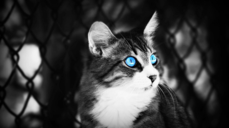 portrait, looking, whisker, one animal, close up, black and white, blue eyes, domestic cat, fauna, cat, monochrome photography, 4K, domestic animals, animal eye