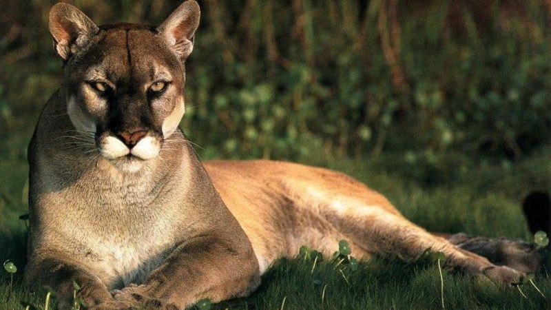 mammals, animals in the wild, wildlife, whisker, grass, vertebrate, animal themes, domestic animals, outdoors, animals, animal, focus on foreground, relaxation