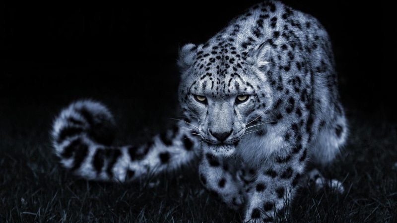 stealth, darkness, snow leopard, night, 1080P, hunt, dark