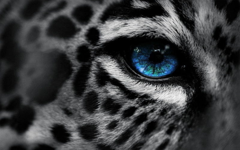 leopard (animal), domestic cat, animal eye, eyed, whisker, leopard, selective coloring, animal body part, looking at camera, digital art, no people, mammal