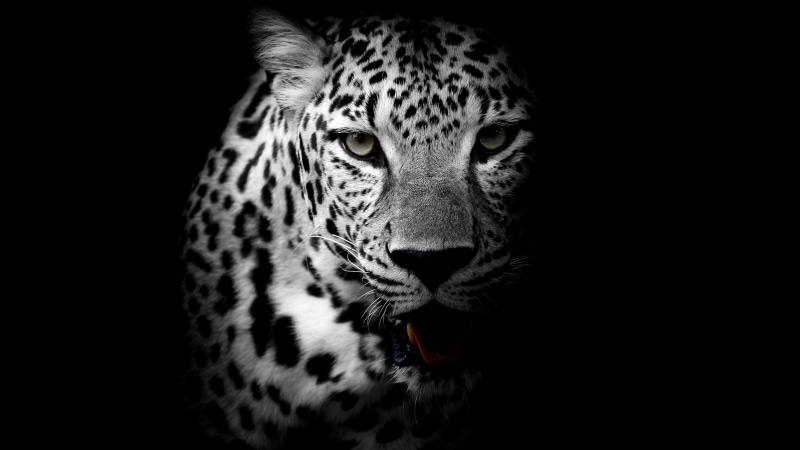 Dark background, 5K, 4K, Leopard