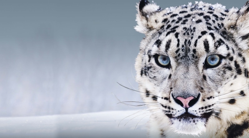 animal themes, no people, portrait, whisker, animal wildlife, striped, white tiger, winter, 4K, mammal, snow leopard 4k  for desktop, undomesticated cat