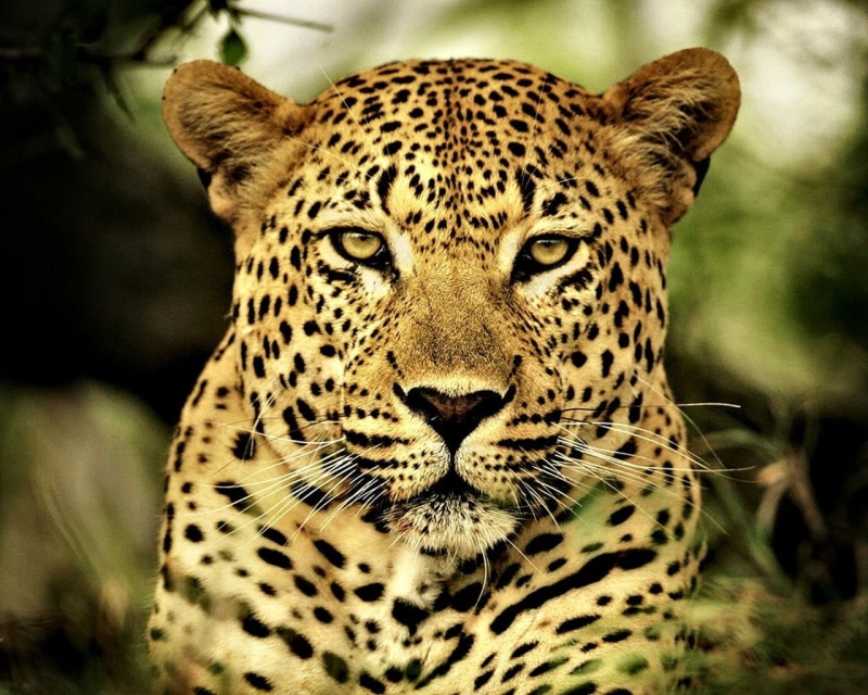 720P, leopard, mammal, feline, photo, animals, looking at camera, close-up, one animal, animal head, undomesticated cat, spotted, big cat, big cats, animal markings