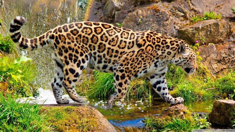 feline, animals, day, leopard, rock, animals in the wild, jaguars, animal markings, big cat, no people, rock - object, vertebrate, outdoors, one animal