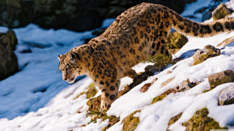 cold temperature, snow leopards, snow, nature, spotted, day, winter, animal themes, leopard (animal), focus on foreground, white color, animals, mammal