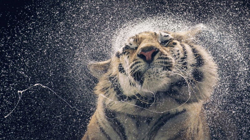 predator, 4K, animal, animals, cheetah, jaguar, mammal, snow leopard, fur, feline, cat, big cat, leopard, tiger