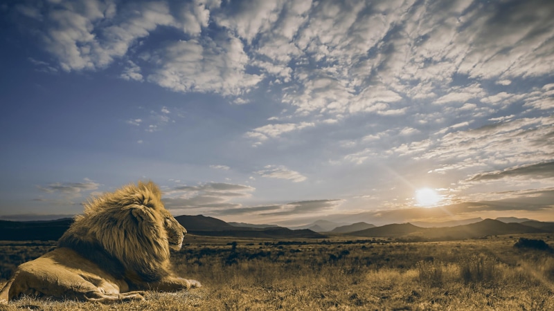 sun, tranquility, land, environment, scenics - nature, cloud - sky, 4K, lion, mammal, prairie, beauty in nature, animal, vertebrate, landscape, sky, tranquil scene