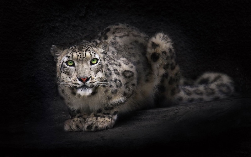 big cats, leopard, animals, one animal, big cat, vertebrate, black, no people, looking at camera, portrait, domestic animals, young animal, animal wildlife