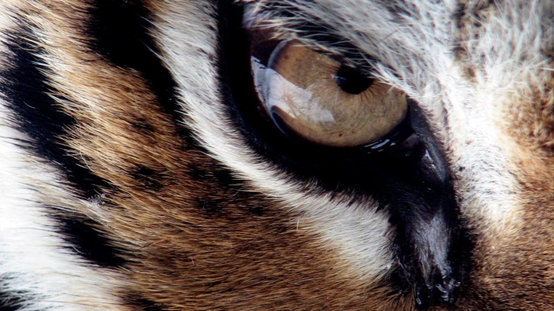 animals, tiger, 1080P, black, stripes, white, lion, brown, eye, wildlife, big cats, nature, cubs