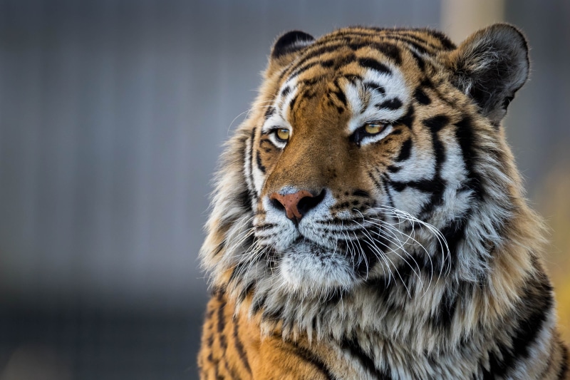 tiger, big cats, animals, yellow eyes, 2K