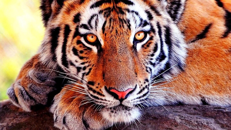 big cat, whisker, snout, striped, animal, undomesticated cat, close-up, big cats, feline, cat, animal wildlife, one animal, zoo, wildlife, no people, animals in the wild