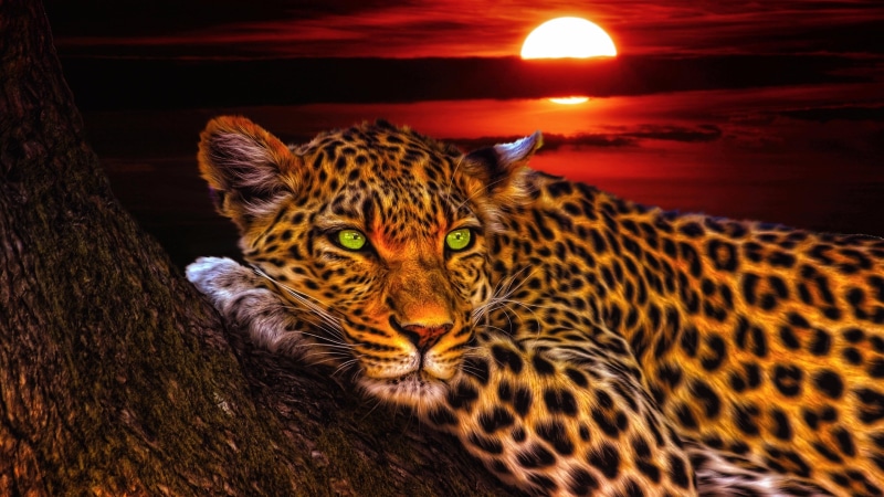 sky, wildlife, sunset, trunk, leopard, whiskers, 4K, artwork, animal, big cats, terrestrial animal, art, fauna, mammal