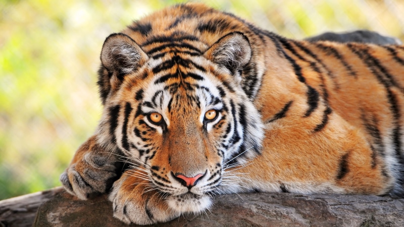big cat, terrestrial animal, head, wildlife, whiskers, 4K, tiger, mammal, face