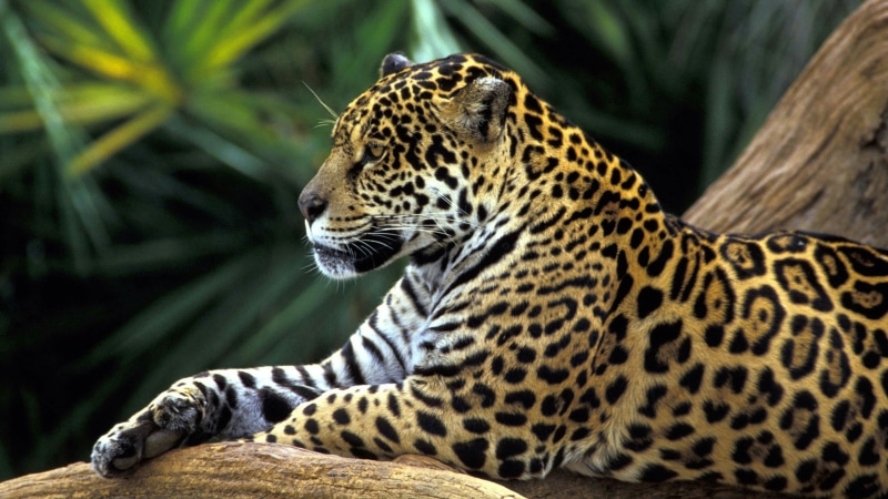 4K, jungle, columbia, rainforest, big cat, terrestrial animal, wild animal, jaguar, whiskers, amazon rainforest, fauna, wildlife