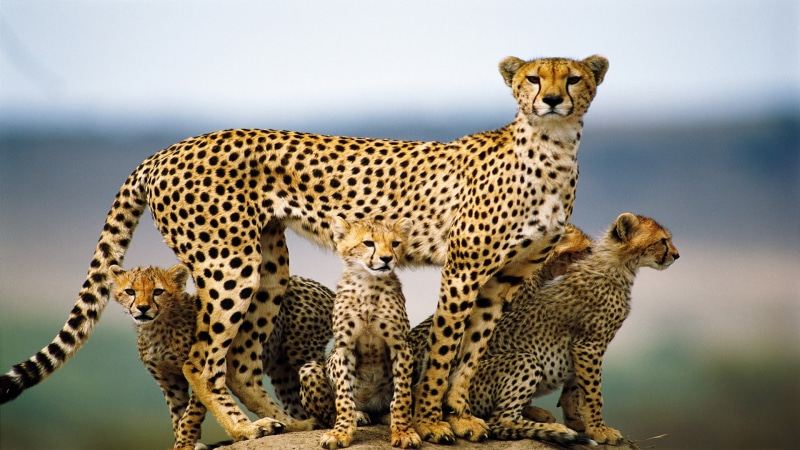 mammal, predator, africa, feline, safari, leopard, cat, carnivore, african, 1080P, animal, fur, wildlife, big cat, cheetah, wild