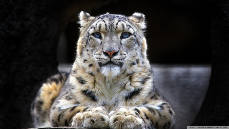 animals, snow leopards, leopard (animal), 1080P, big cats