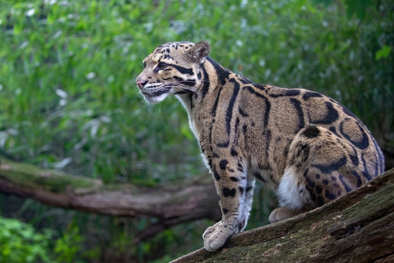 Big Cat, Clouded Leopard, Cats, Wildlife, 1080P, predator (Animal)