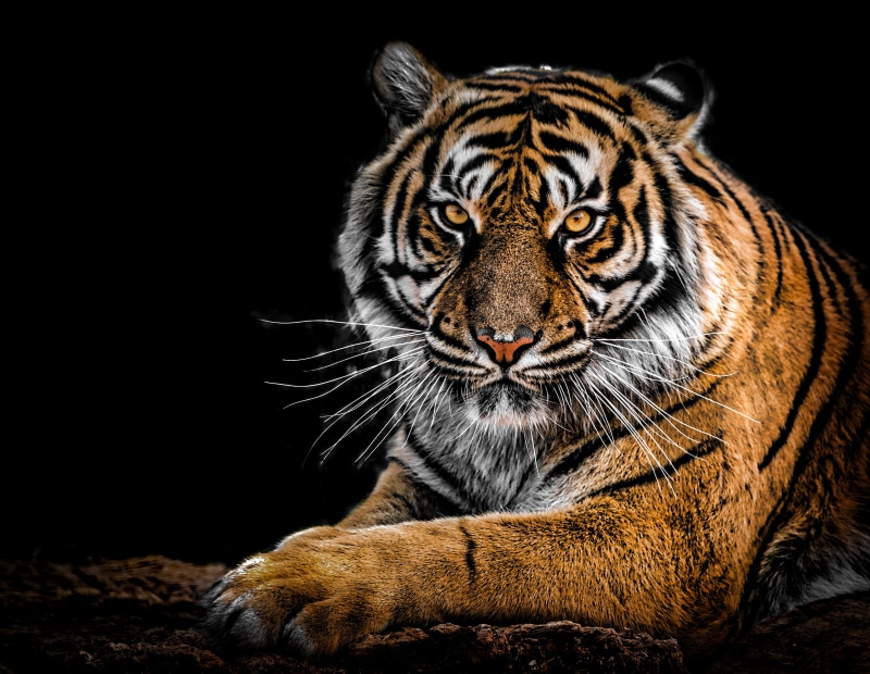 wildlife, undomesticated cat, staring, carnivore, wild animal, predator, feline, looking, close, felidae, one animal, fur, animal wildlife, no people, carnivora