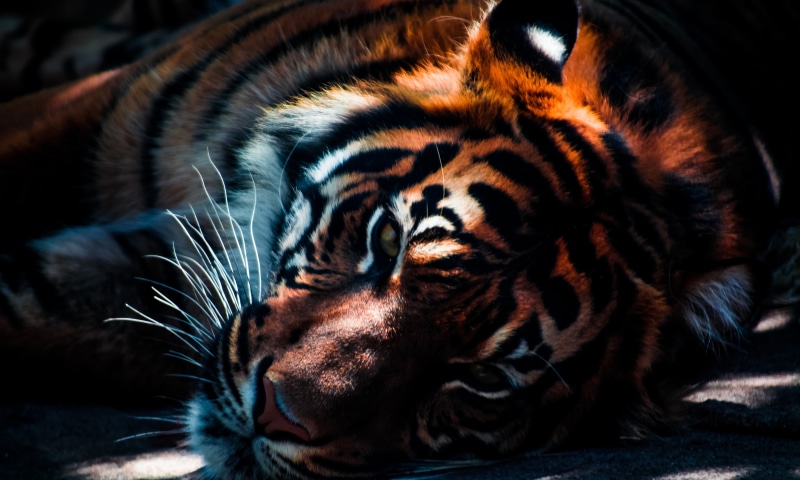 animal, lion, big cat, tiger, zoo, predator, 4K, cat, wild animal, carnivore, wild, big
