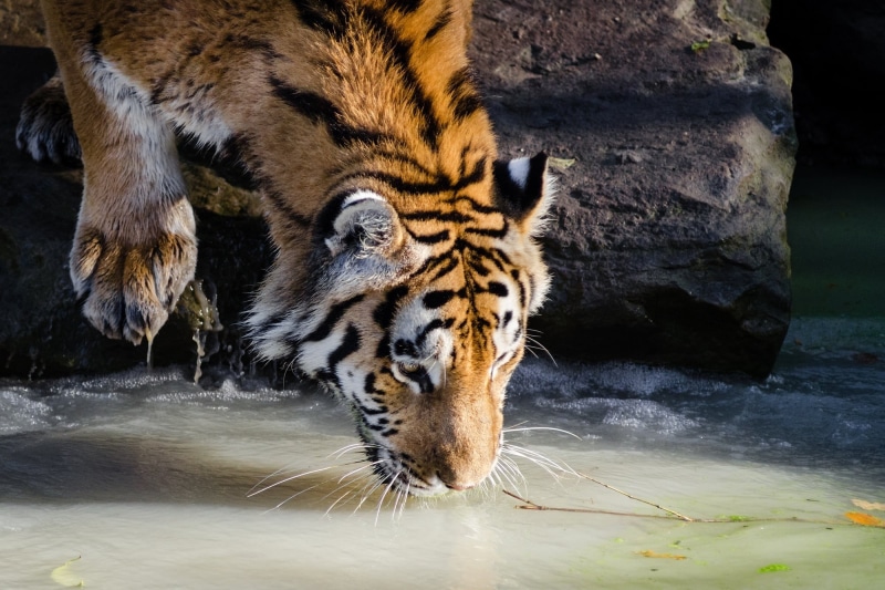 carnivora, nature, fur, adult, large, drinking, outdoors, portrait, head, feline, 1080P, tiger, wildlife, carnivore, animal, water, zoo, animal themes