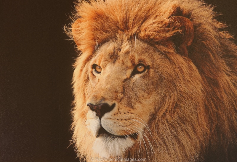 feline, mammal, head, carnivore, big Cat, photo, africa, large, lion, RAY, nature, 2K, close, whipsnade zoo, safari Animals, undomesticated Cat, animals In The Wild