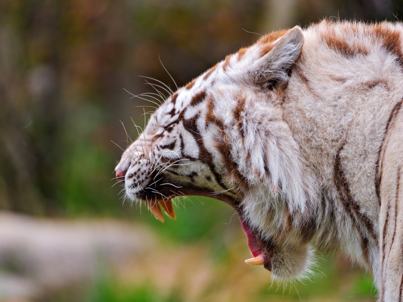 striped, animal, large, undomesticated Cat, portrait, head, profile, 2K, yawning, carnivore, nature, bengal, amnéville, danger, mammal, wildlife, zoo