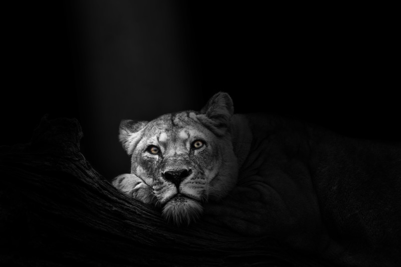 mammal, lion - feline, one animal, africa, face, big, african, cat, predator, animals in the wild, pets, no people, relaxation, white, wildlife, nature