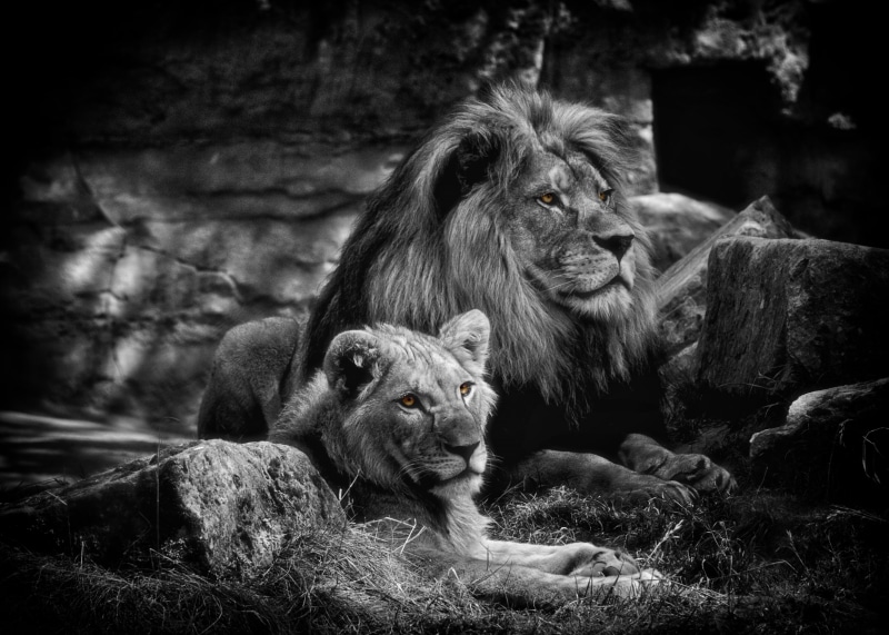 animal themes, zoo, animal wildlife, animals, predator, mammal, bw, feline, animal family, day, two animals, nature, mane, lion - Feline, lions, animals In The Wild