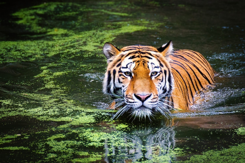 feline, predator, drinking, nature, animal wildlife, dangerous, bengal, water, algae, swimming, across, 2K, animal world, carnivora, lake, undomesticated cat