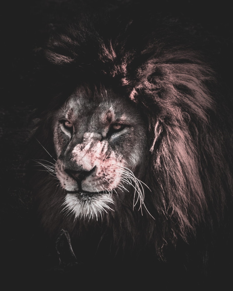 predator, animal hair, domestic animals, looking away, animal themes, fur, wildlife, animal, animal wildlife, animals in the wild, portrait, africa, background