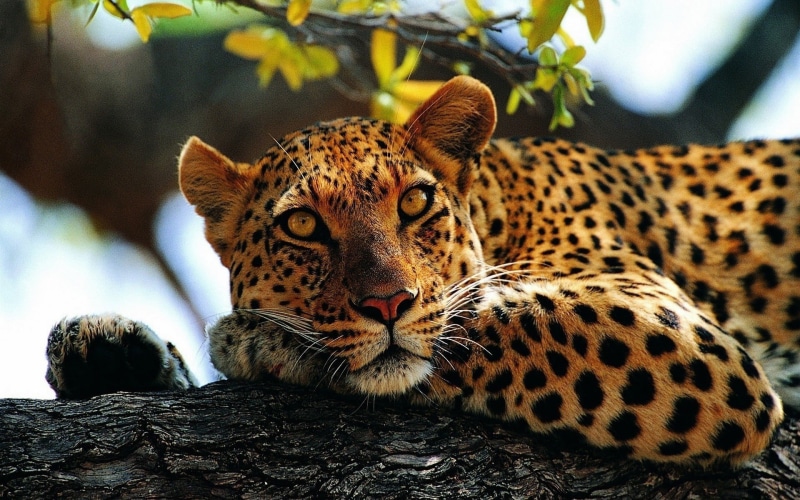 animals, mammal, animal wildlife, one animal, leopard, lying, carnivora, animal head, feline, cheetah, 1080P, big cats, day, animals in the wild, resting